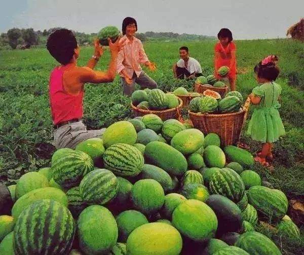 每日神段子丨我也想过慢生活，可惜我挣钱不够快
