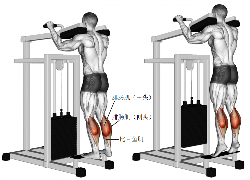 站姿提踵 - standing calf raise