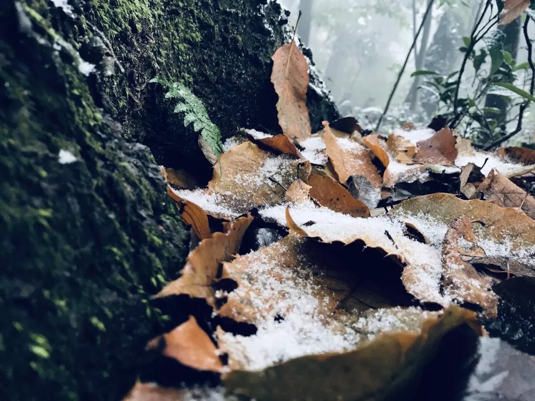 乱逛 如果下雪，我就想跑进青城山的迷雾