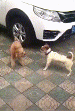 2018年最沙雕的搞笑瞬间都在这里了....