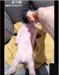 他家的猪可以盖章是猪圈顶流了吧？