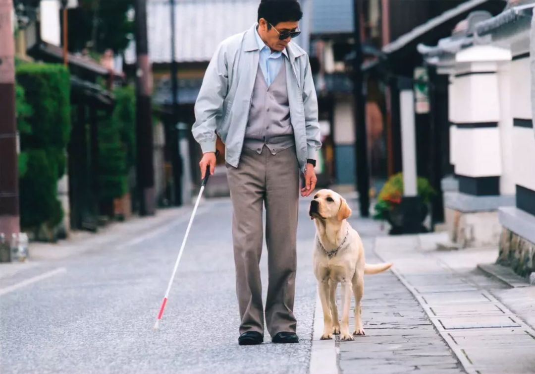 电影《导盲犬小q》剧照 2.不能胆小,胆也不能大