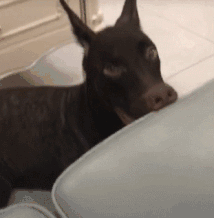 搞笑gif趣图:大哥,你这一天要取多少次帽子?