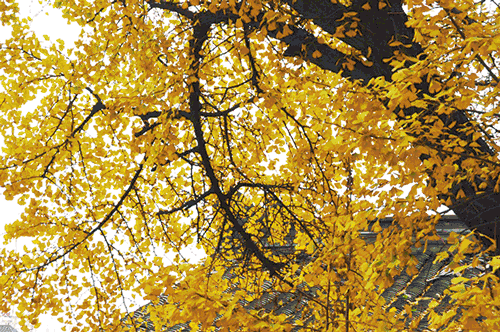 壁纸 风景 森林 银杏 银杏树 银杏叶 桌面 500_332 gif 动态图 动图