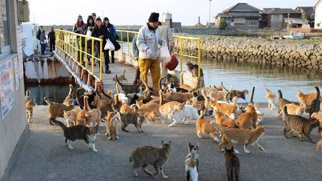 日本猫岛上猫比人多,吸引大量游客前往