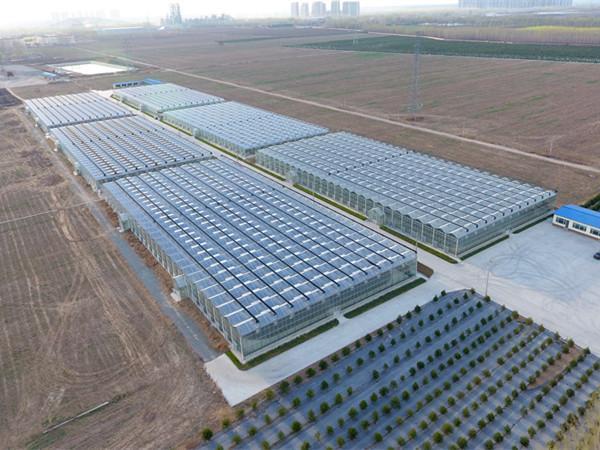 设施农业种植为什么要发展规模化?规模化优点有哪些?如何普及