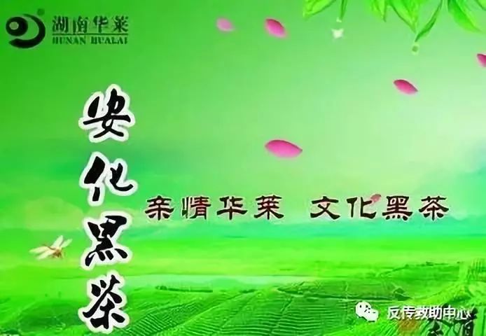 未获牌华莱黑茶多地涉传被查 为何神奇不死