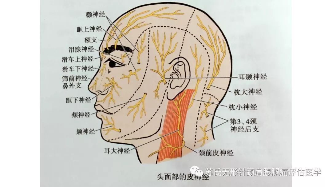 疼痛康复师实用的原创神经歌诀__凤凰网