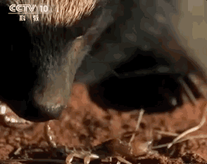 马云这个平头哥太狠了