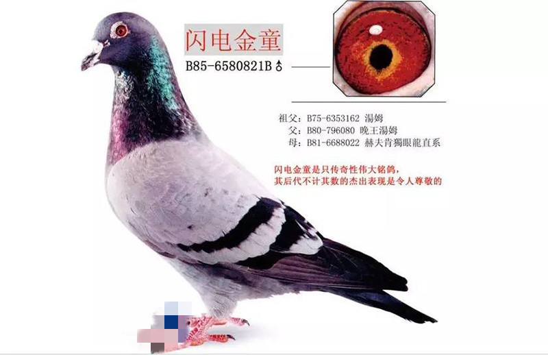 闪电金童.jpg