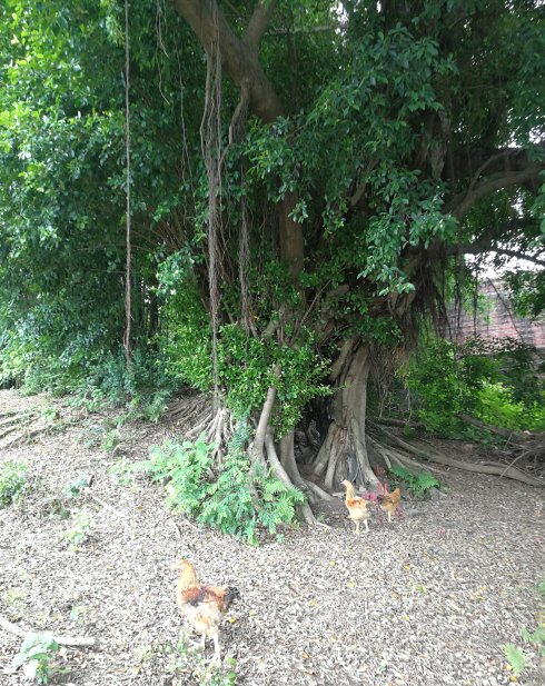 罗定市上宁村格木桥村梁氏始祖及发源地