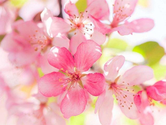 什么是桃花煞桃花刀桃花运桃花劫什么样的人易有桃花煞