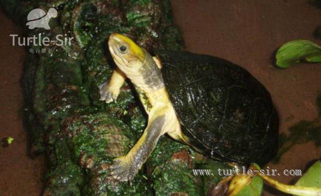 宠物龟的珍贵程度,金钱龟才第五,您可知第一是?「龟谷鳖老」