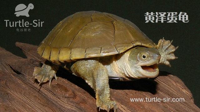 常见宠物龟智商排名,你家龟龟排第几?「龟谷鳖老」
