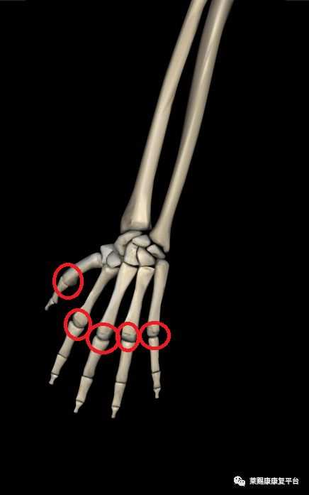 基础触诊教学:腕骨,指骨