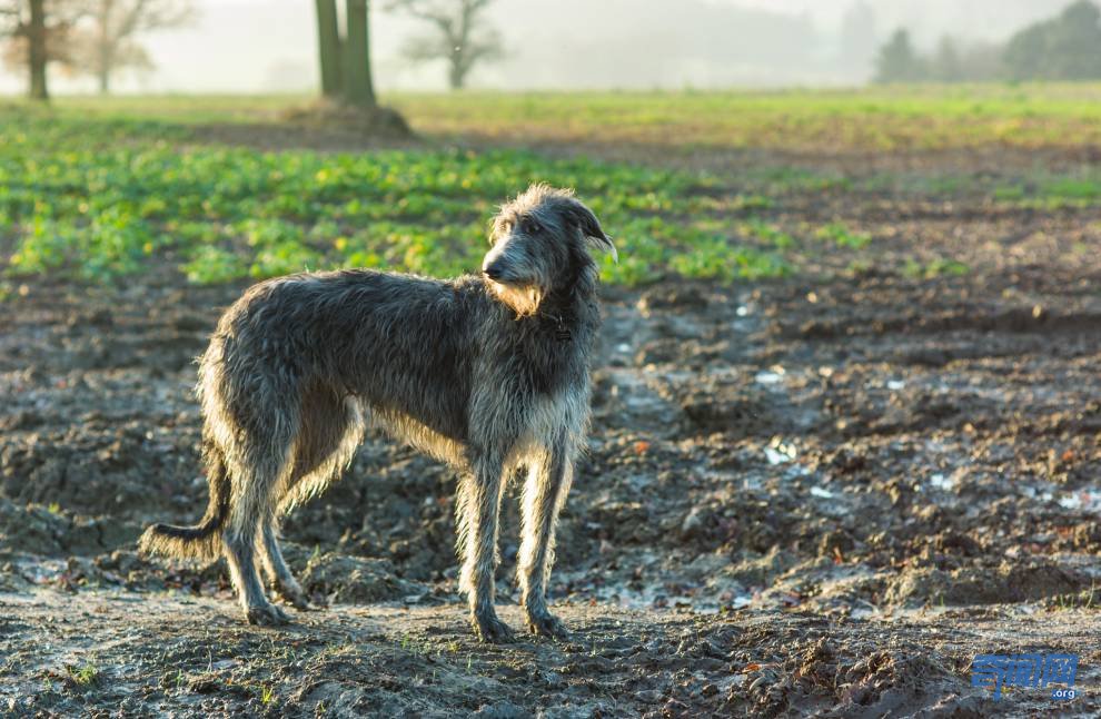世界上最大的狗都有哪些?爱尔兰猎狼犬甚至可以扑杀野狼