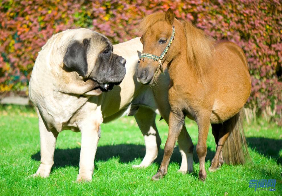 世界上最大的狗都有哪些?爱尔兰猎狼犬甚至可以扑杀野狼