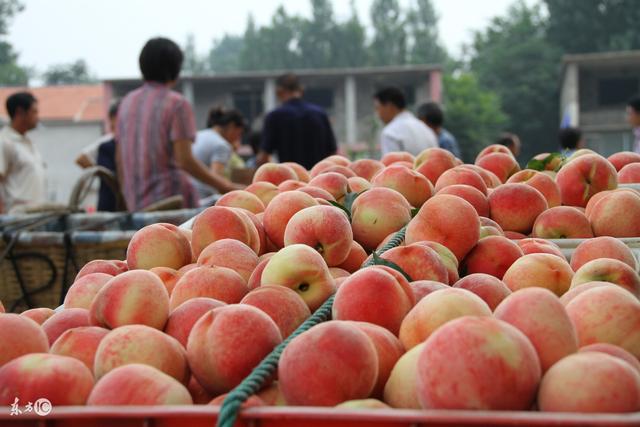 蜜桃栽培技术 病虫害防治
