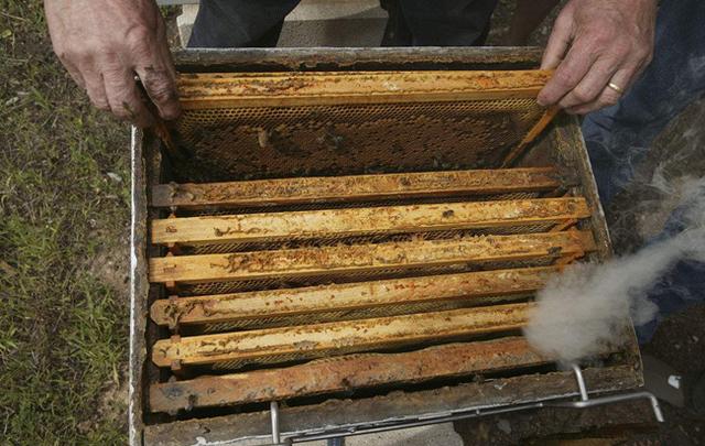 养蜂技术 蜜蜂病害之蜂麻蝇