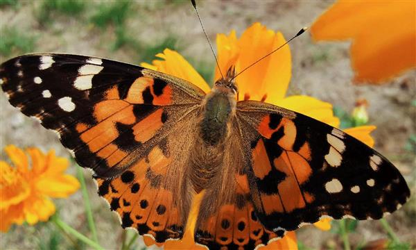 “微”观爱意 “广”纳甜蜜！情人节拍照选华为Mate 20系列就对了