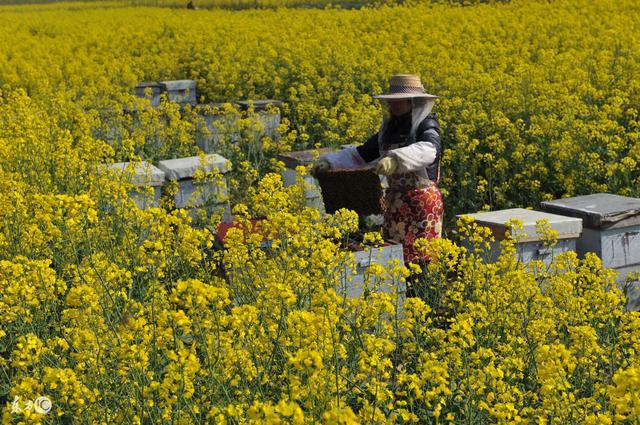 蜂头领 蜂场蜂箱朝向研究