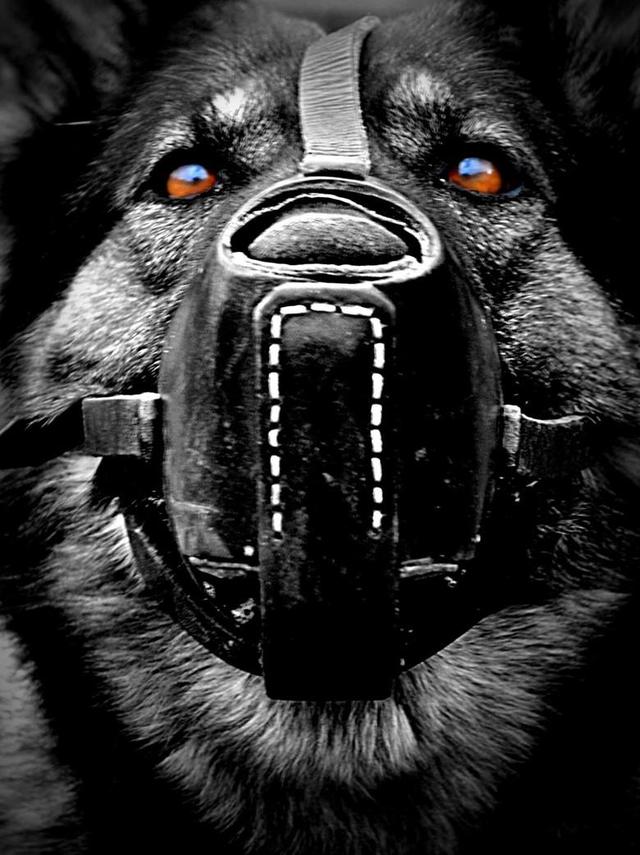 二十种猛犬排名,进一步感受巨无霸的魅力