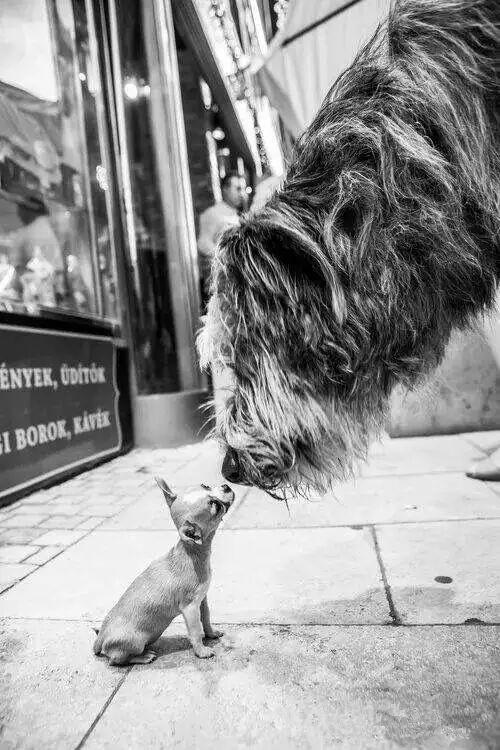 二十种猛犬排名,进一步感受巨无霸的魅力