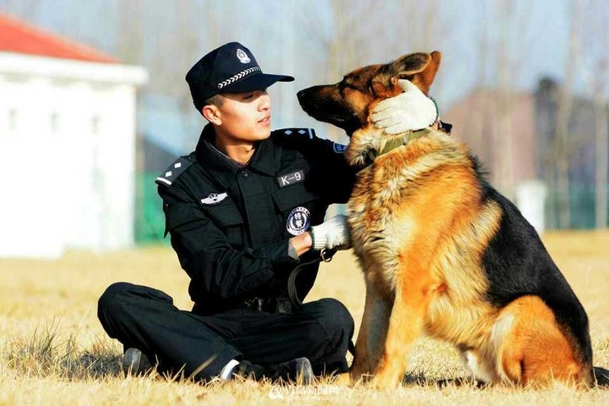 哈士奇是人的好朋友,为什么不能当军犬,也不能当警犬?答案简单