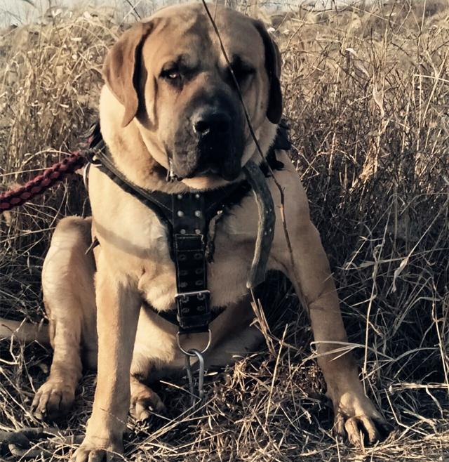 二十种猛犬排名,进一步感受巨无霸的魅力