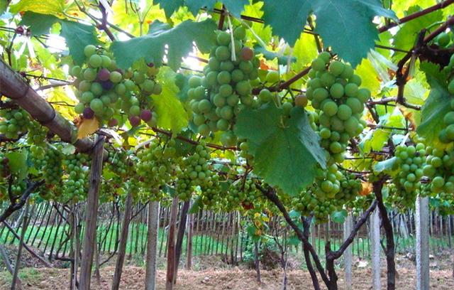 果树建园 生态果园的建设和模式