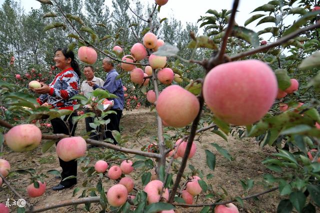 果树建园 生态果园的建设和模式
