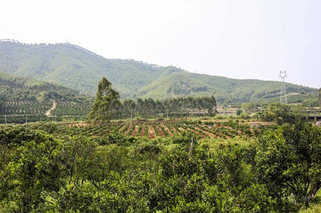 果树建园 旱作山地果树种植技术