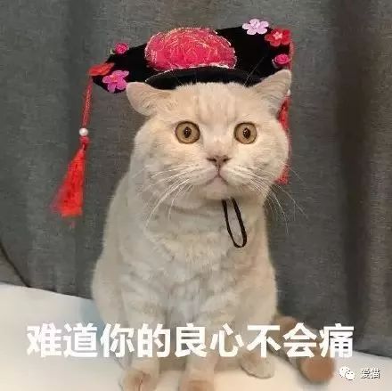 心痛!《中国特色四大养猫悲剧》让我们一起终结吧!