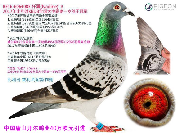 2017年比利时KBDB全国大中距离一岁鸽王冠军.jpg