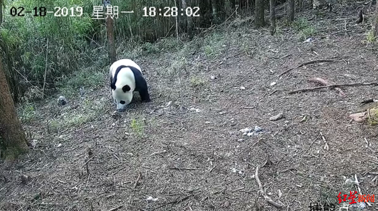 过了一个肥年凉山美姑县拍到野生大熊猫长得白白胖胖