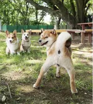 柴犬的屁股会说话?!请了解我可爱屁股背后的语言