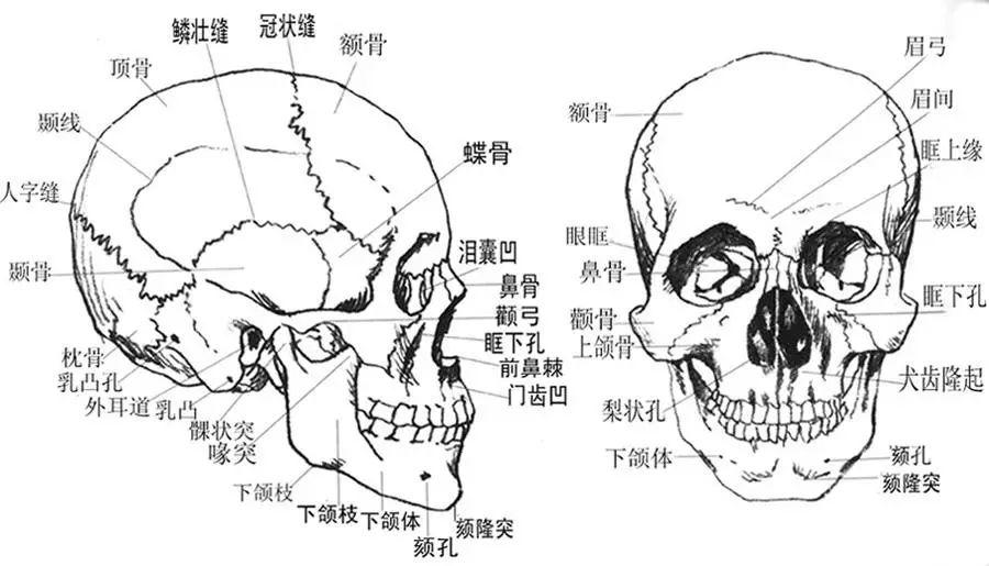 所谓的骨缝,专业术语也叫缝联结(包括下图的冠状缝,人字缝等等).