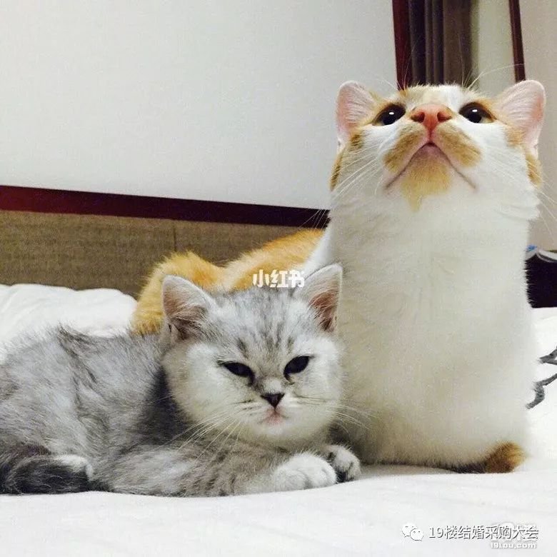 资深猫奴的甜蜜婚礼,接亲游戏这么玩拍起来超