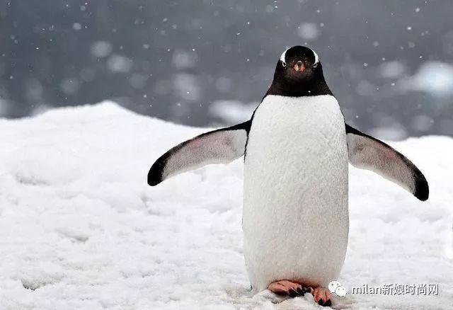 心理测试：哪只企鹅最可爱？测你这辈子能发多大财！