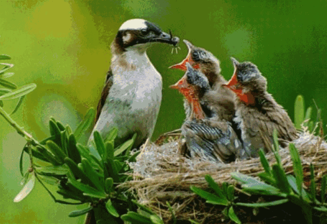 周一请吃素 | 春日护生,劝君食素