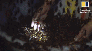 中国最恐怖工厂：养10亿只蟑螂，每天喂50吨饭，政府还给它补贴！