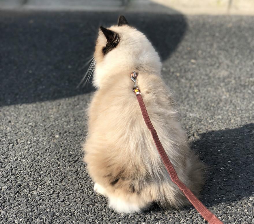 一只猫引发的创业热潮