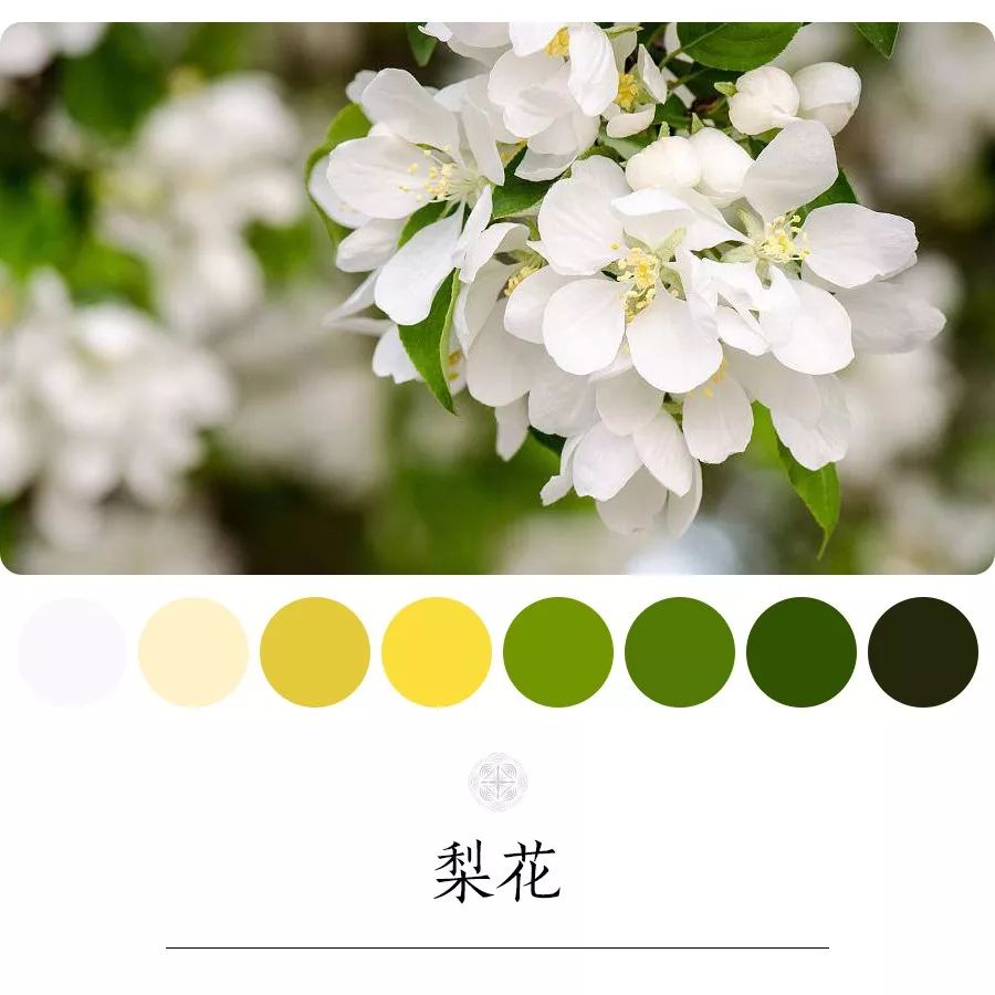 梨花