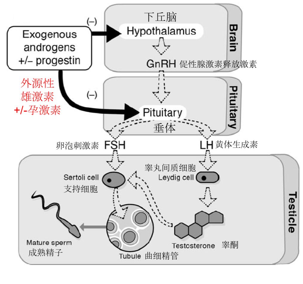 男性避孕药来了!以后女性不用再吃药了?
