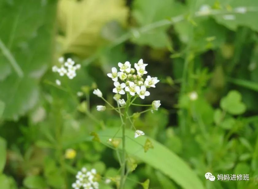 荠菜什么时候开花 荠菜花什么时候可以采摘