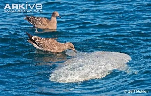 从2毫米长到3米,翻车鱼的“长高”秘诀能告诉我吗?