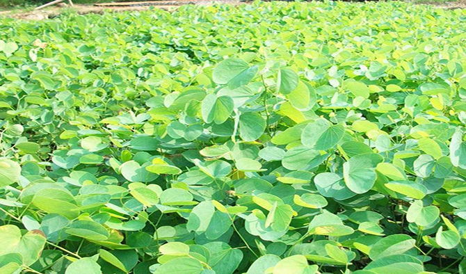 育苗技术的要素包括