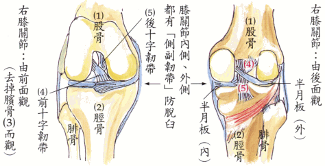 关节韧带损伤是怎么一回事膝关节韧带损怎么办