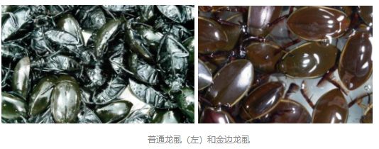 吃虫的广东,无奇不有