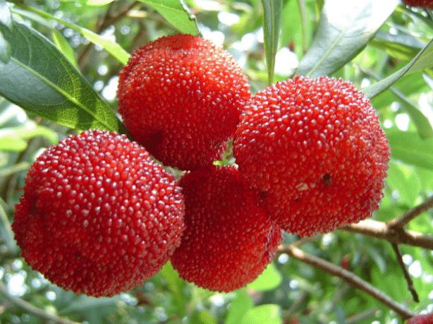 这种水果老外被称为“中国草莓”，售价上百元1斤，很多人沦陷了